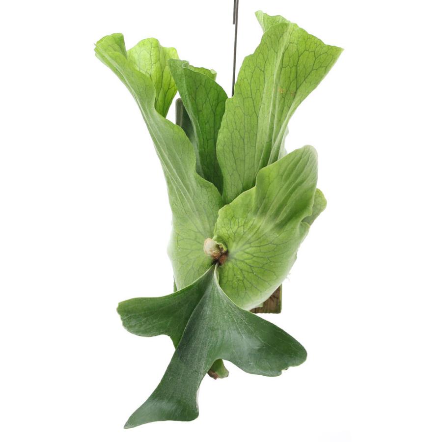 送料込 観葉植物 一点物 コウモリラン ステマリア 板付き １個 沖縄別途送料 北海道冬季発送 第1位獲得 Studiostodulky Cz