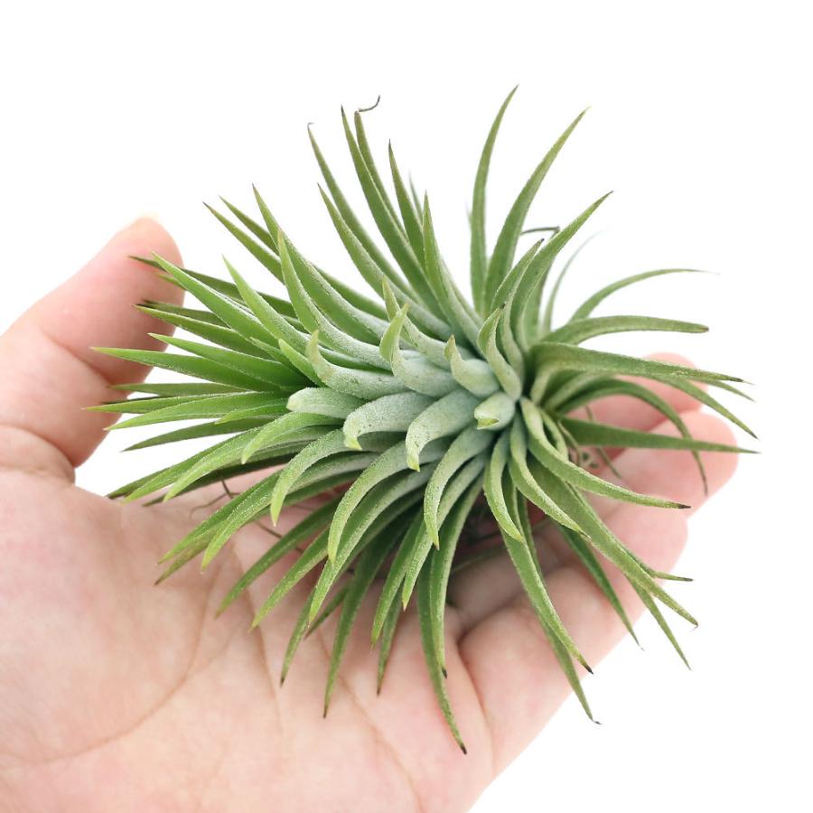 メーカー直売 観葉植物 エアープランツ ティランジア イオナンタ ルブラ Lサイズ １株 Wantannas Go Id