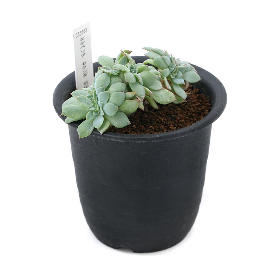 観葉植物 エケベリア セクンダ 石化 ３号 １鉢 チャーム Charm Paypayモール店 通販 Paypayモール