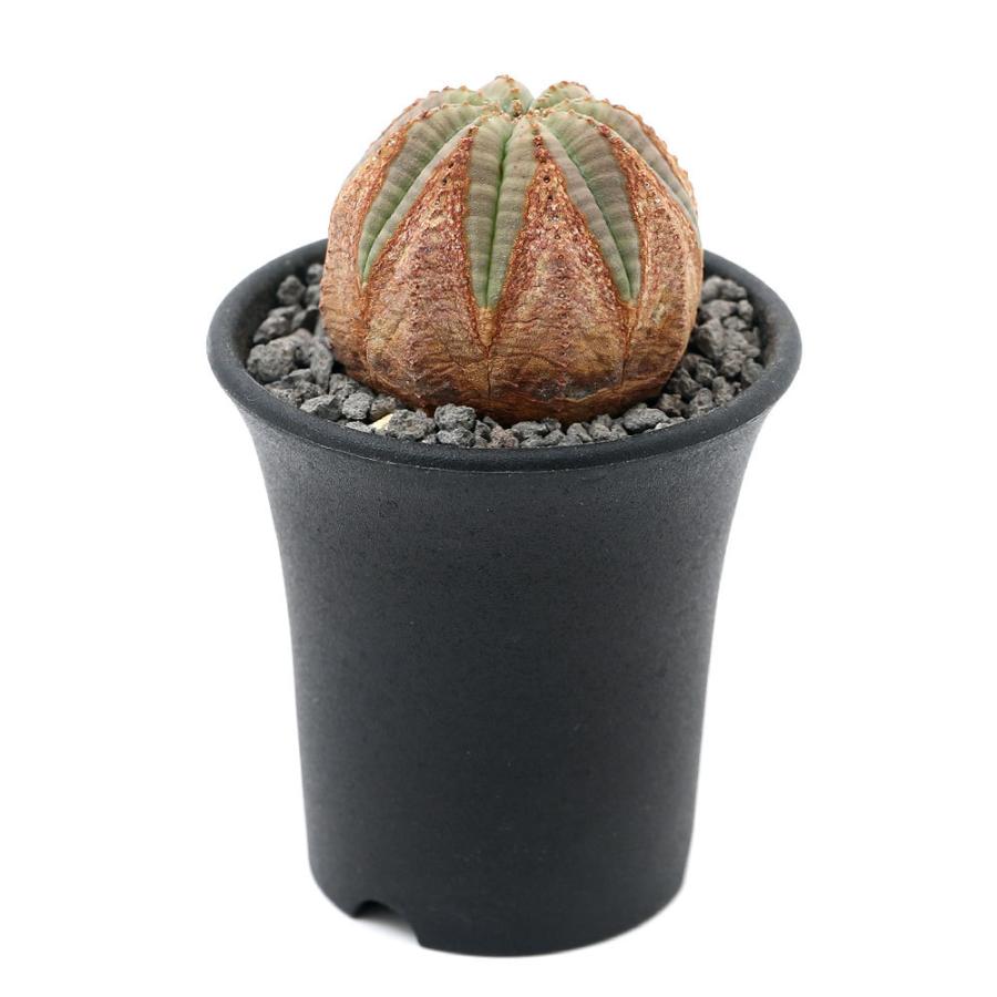 観葉植物 一点物 ユーフォルビア オールド オベサ 木質化 イギリス輸入株 ２ ５号 ｎｏ １ １鉢 ３６６８７５ 沖縄別途送料 チャーム Charm Paypayモール店 通販 Paypayモール