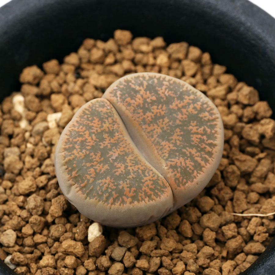 新作販売 観葉植物 リトープス 紫褐 紫勲玉 １株植え 黒ポット ２