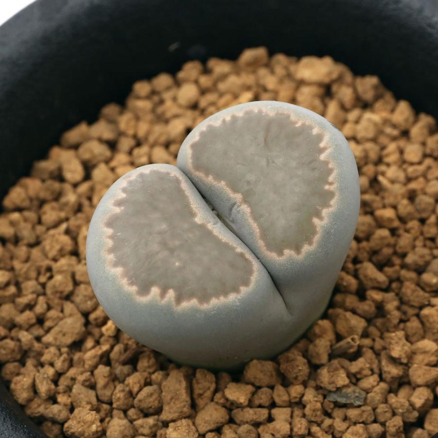 観葉植物 品種系リトープス 深窓玉 １株植え ２ ５号 １鉢 北海道