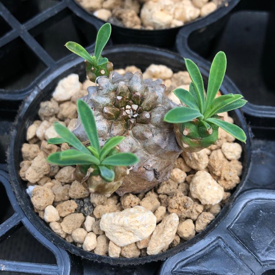 直営限定アウトレット 観葉植物 ユーフォルビア 峨眉山 シェークハンド ２ ５号 １鉢 贈り物