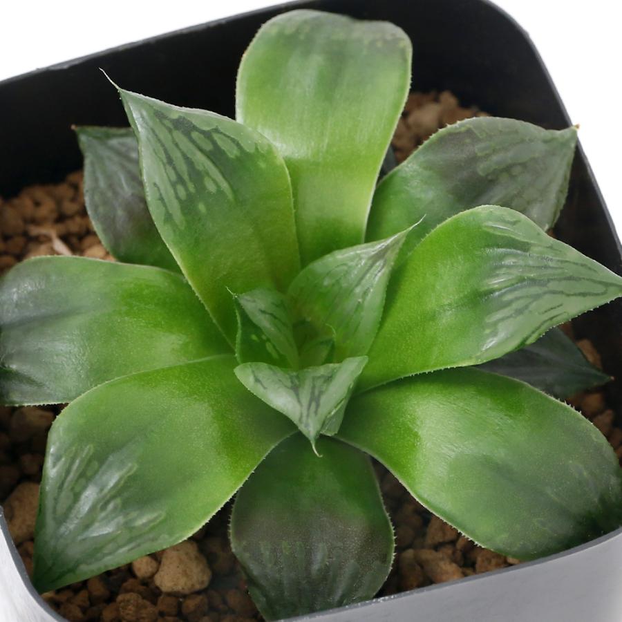 観葉植物 品種系ハオルチア 紫クオーツ ２ ５号 １鉢 北海道冬季発送不可 チャーム Charm Paypayモール店 通販 Paypayモール