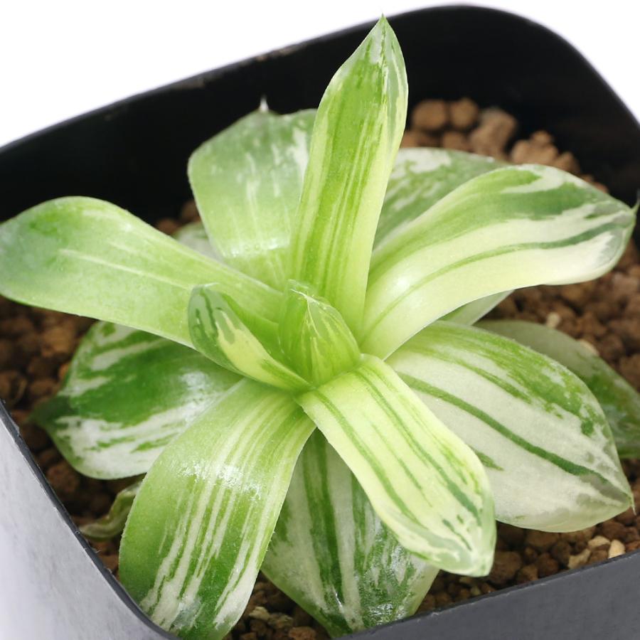 観葉植物 品種系ハオルチア 京の華錦 ２ ５号 １鉢 北海道冬季発送不可 チャーム Charm Paypayモール店 通販 Paypayモール