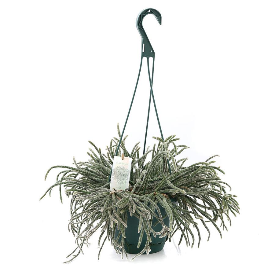 通販 サイト 観葉植物 リプサリス ホリダ 吊り鉢タイプ ７号 １鉢 沖縄別途送料 大阪 Rdsnicaragua Org