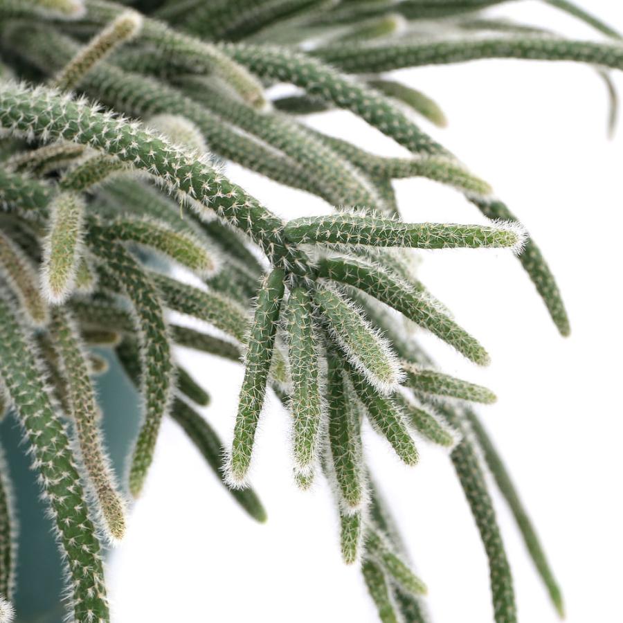 観葉植物 リプサリス ホリダ 吊り鉢タイプ ７号 １鉢 沖縄別途送料 チャーム Charm Paypayモール店 通販 Paypayモール