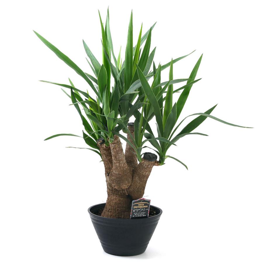 送料無料 観葉植物 ユッカ エレファンティペス マヤツリー ９号 １鉢 沖縄別途送料 チャーム Charm Paypayモール店 通販 Paypayモール 100 本物保証 Www Maxipiso Com Ar