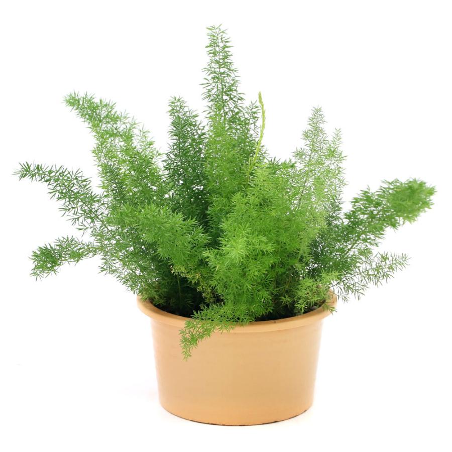 観葉植物 アスパラガス メイリー ６号 １鉢 北海道冬季発送不可 チャーム Charm Paypayモール店 通販 Paypayモール