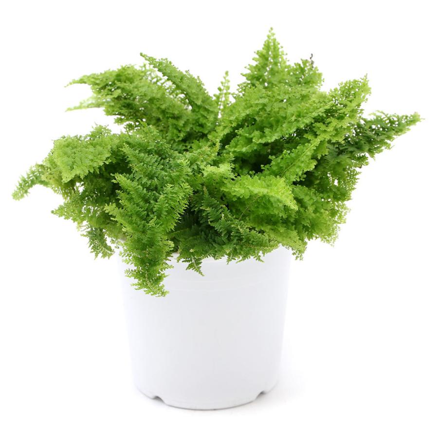 観葉植物 シダ ネフロレピス スコッチモス ４号 １鉢 チャーム Charm Paypayモール店 通販 Paypayモール