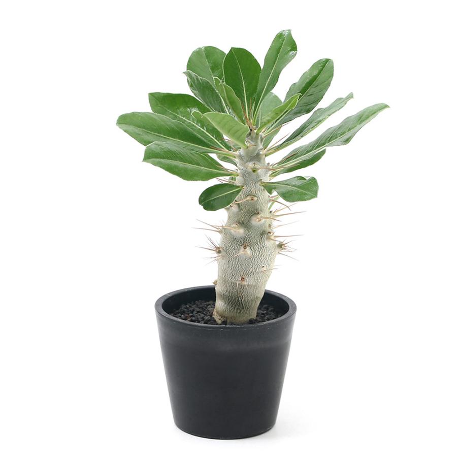 チャーム（ペット） （多肉植物）パキポディウム サンデルシー