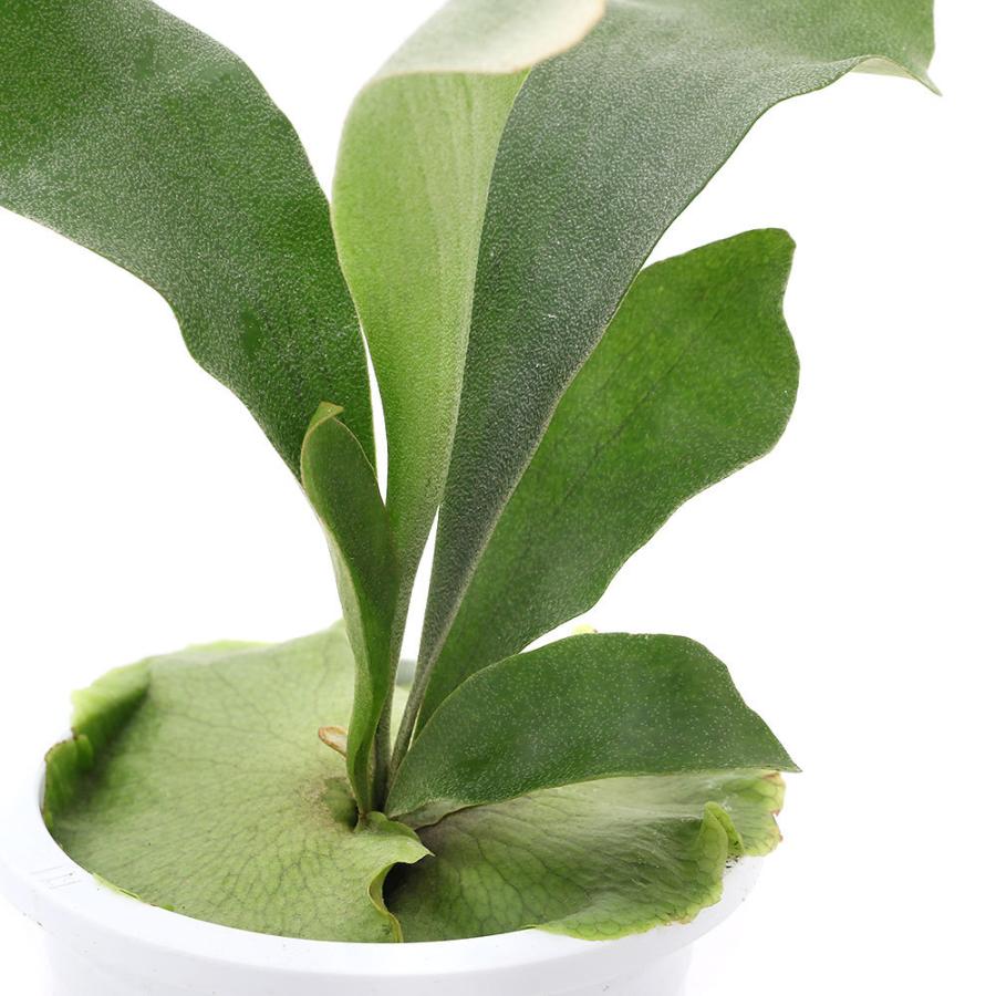 日本最大級の品揃え 観葉植物 コウモリラン ビカクシダ 吊り鉢タイプ ４号 １鉢