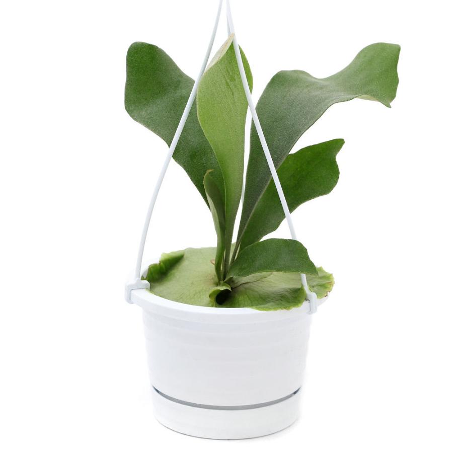 ファッション 観葉植物 コウモリラン ビカクシダ 吊り鉢タイプ ４号 １鉢 Wantannas Go Id