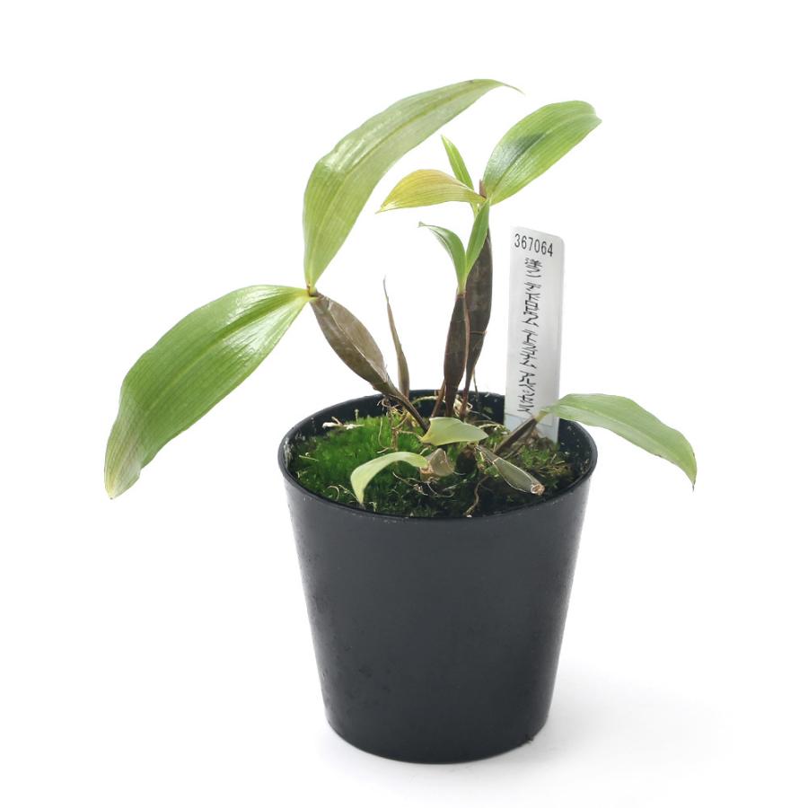 観葉植物 洋ラン デンドロビウム テトラゴナム アルベッセンス ２号 １鉢 チャーム Charm Paypayモール店 通販 Paypayモール