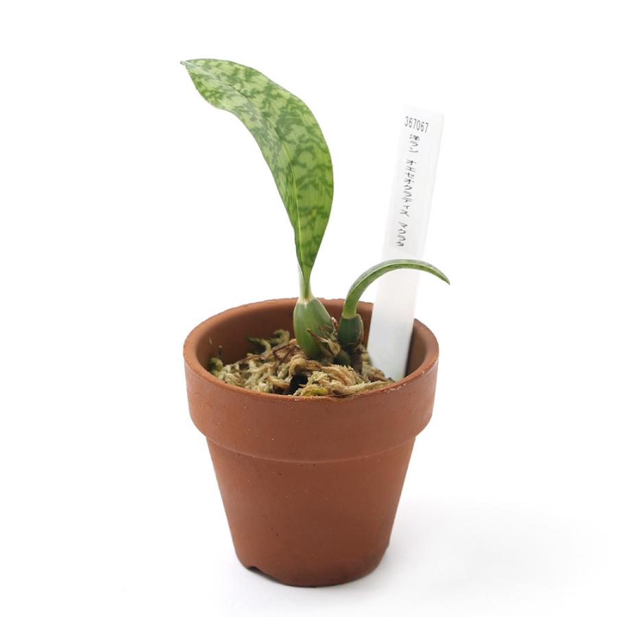 観葉植物 洋ラン オエセオクラデス マクラタ ２号 １鉢 チャーム Charm Paypayモール店 通販 Paypayモール