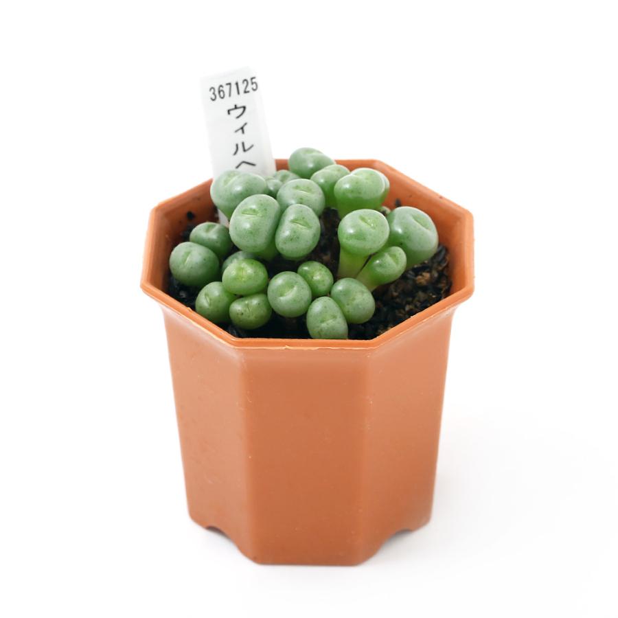 チャーム（charm） （多肉植物）コノフィツム ウィルヘルミー 2号（1