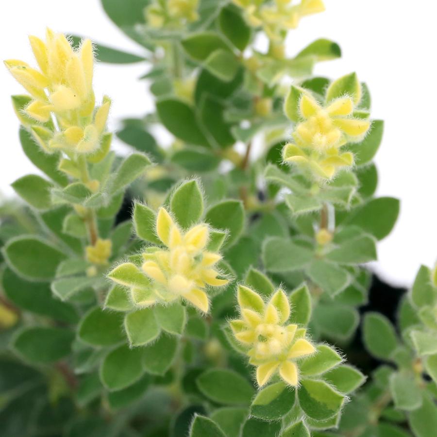 観葉植物 ロータス ３号 １ポット チャーム Charm Paypayモール店 通販 Paypayモール