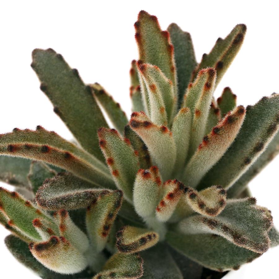 観葉植物 カランコエ トメントーサ チョコレートソルジャー ３号 １鉢 チャーム Charm Paypayモール店 通販 Paypayモール