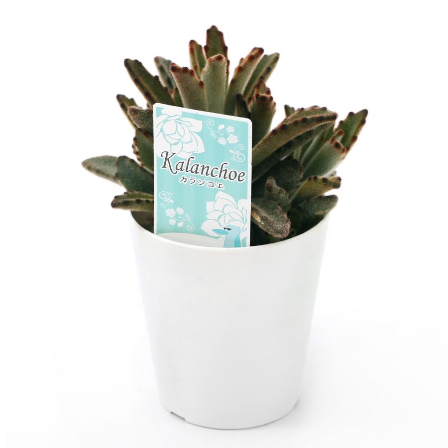 観葉植物 カランコエ トメントーサ チョコレートソルジャー ３号 １鉢 チャーム Charm Paypayモール店 通販 Paypayモール