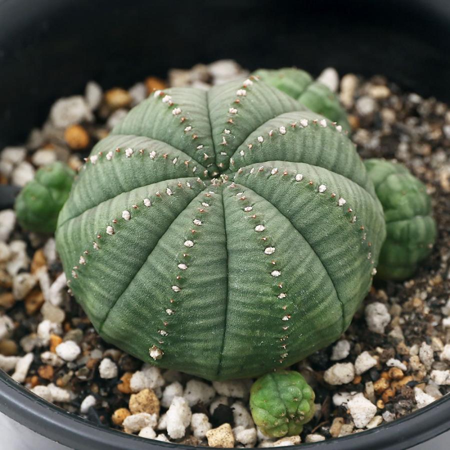 新しい到着 観葉植物 ユーフォルビア シンメトリカ ４号 １鉢 沖縄別途送料 絶対一番安い Www Univag Tn