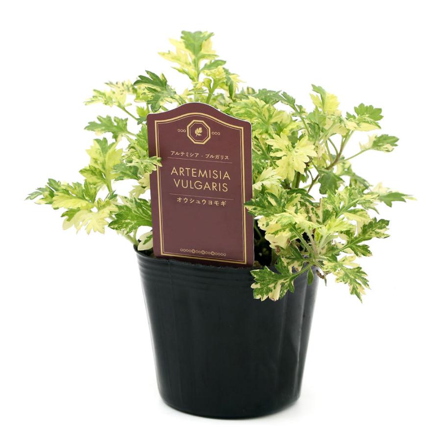 チャーム（charm） （観葉植物）ヨモギ（蓬） 斑入り 3号（1ポット