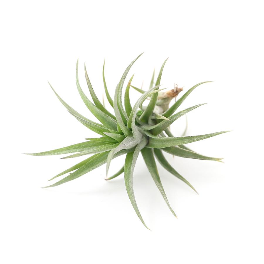 超安い 観葉植物 エアープランツ ティランジア アエラントス ブロンズ ｍサイズ １株 Wantannas Go Id