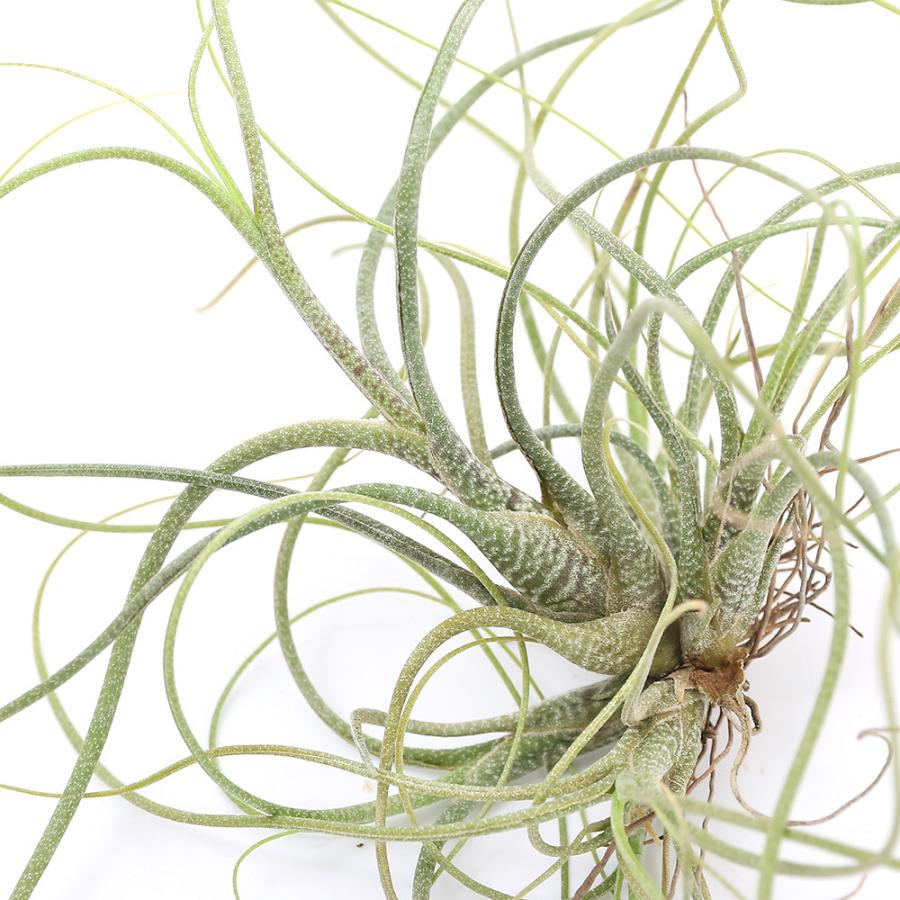 チャーム（charm） （観葉植物）エアープランツ チランジア ブッツィー