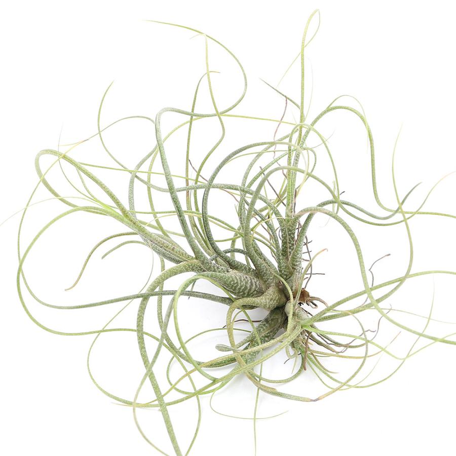 チャーム（charm） （観葉植物）エアープランツ チランジア ブッツィー
