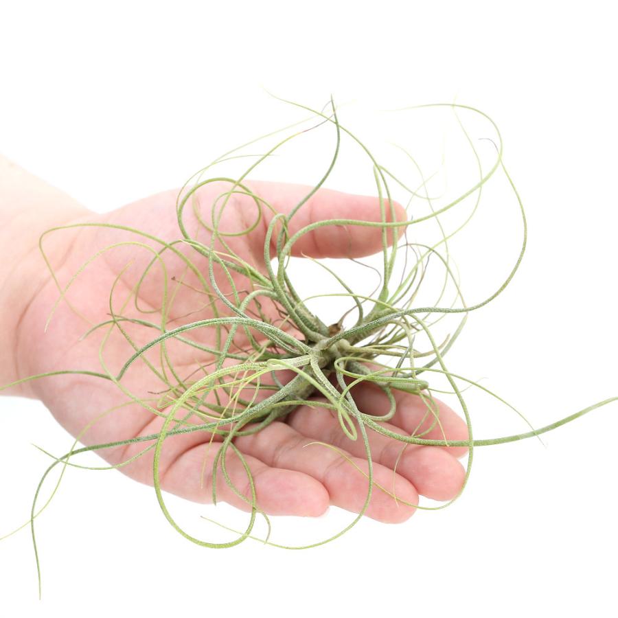 チャーム（charm） （観葉植物）エアープランツ チランジア ブッツィー