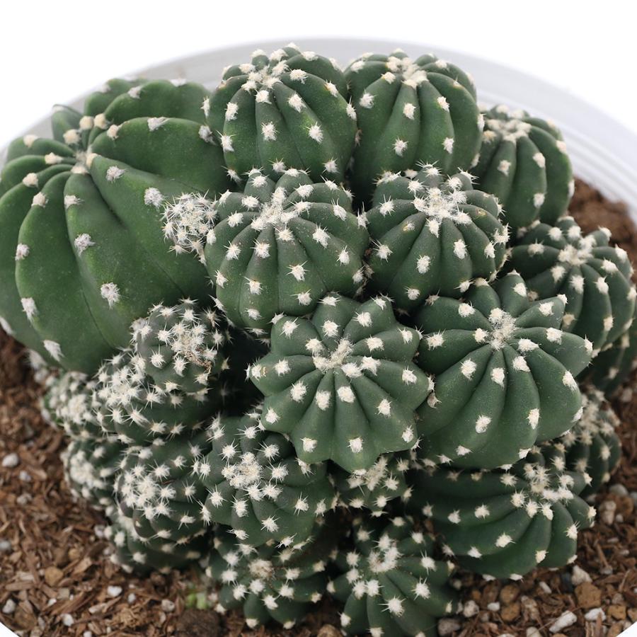 観葉植物 サボテン エキノプシス 刺無短毛丸 ６号 １鉢 チャーム Charm Paypayモール店 通販 Paypayモール