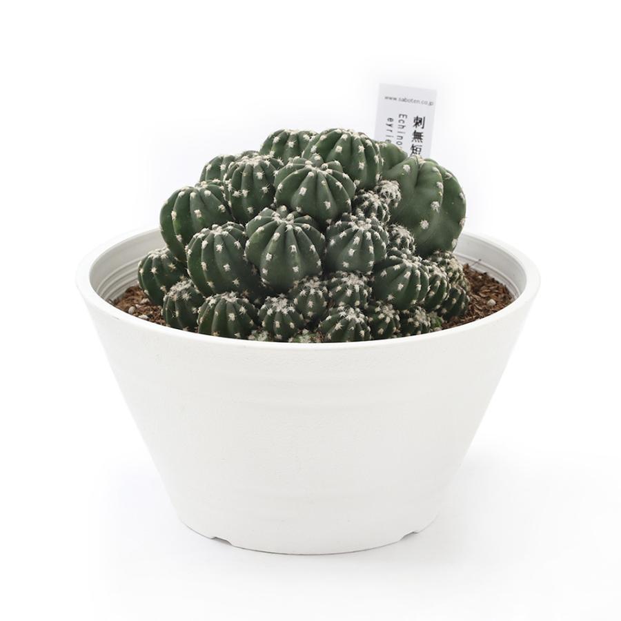 観葉植物 サボテン エキノプシス 刺無短毛丸 ６号 １鉢 チャーム Charm Paypayモール店 通販 Paypayモール