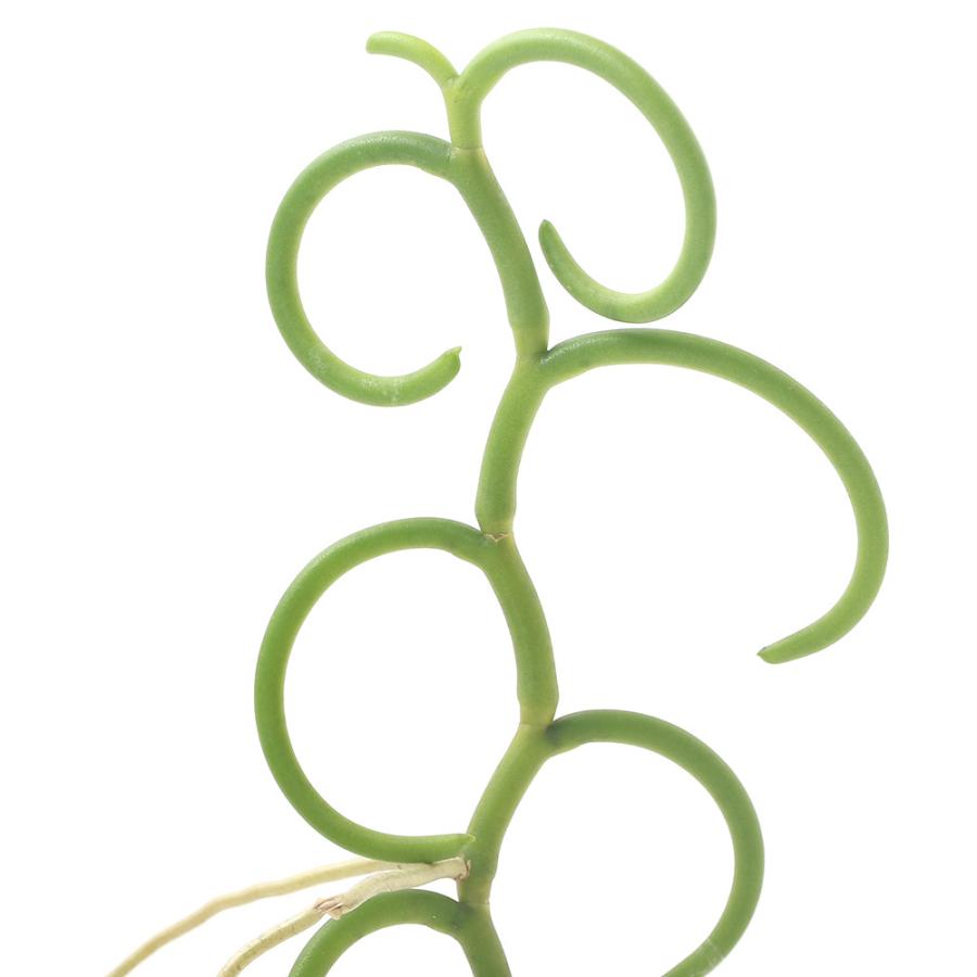 好評 観葉植物 洋ラン クレイソストマ アリエティナム ２ ５号 １鉢 沖縄別途送料 安心の定価販売 Zoetalentsolutions Com