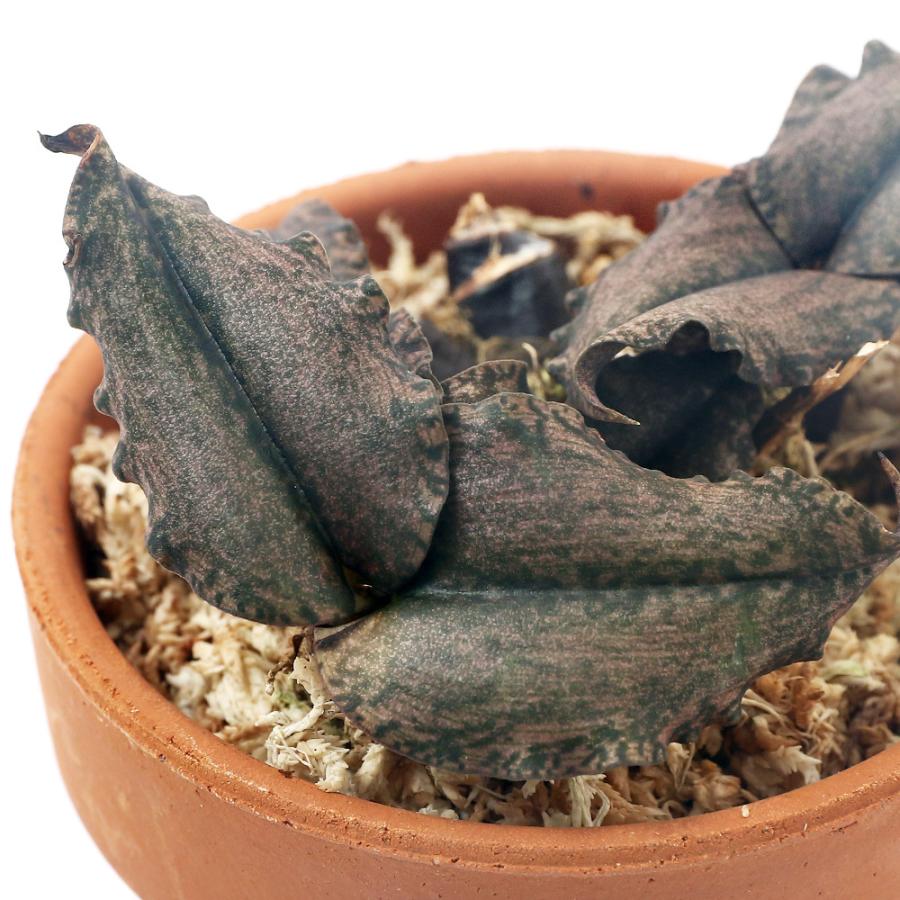 オンラインの新製品 観葉植物 洋ラン オエセオクラデス ロゼオ バリエガータ ３号 １鉢 沖縄別途送料 筋メダル Onweb City