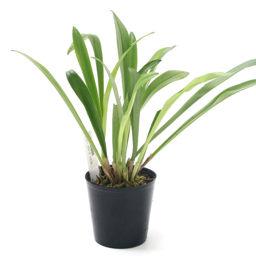 観葉植物 洋ラン モンキーオーキッド ドラキュラ アスツタ ２ ５ ３号 １鉢 沖縄別途送料 チャーム Charm Paypayモール店 通販 Paypayモール