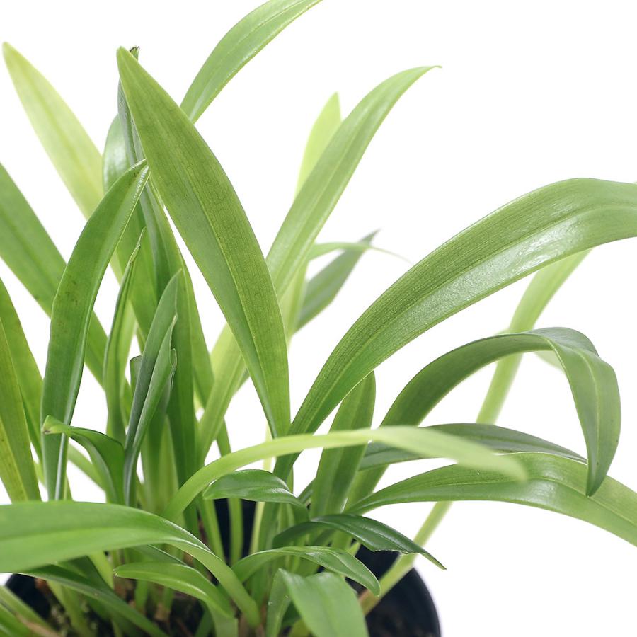 観葉植物）洋ラン モンキーオーキッド ドラクラ ロエズリー 2．5〜3