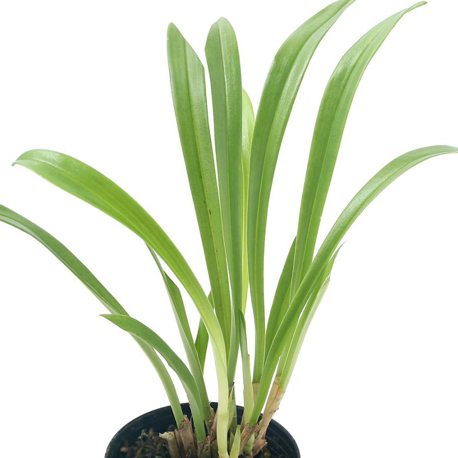 （観葉植物）洋ラン　モンキーオーキッド　ドラクラ　ソディロイ　２．５〜３号（１ポット）