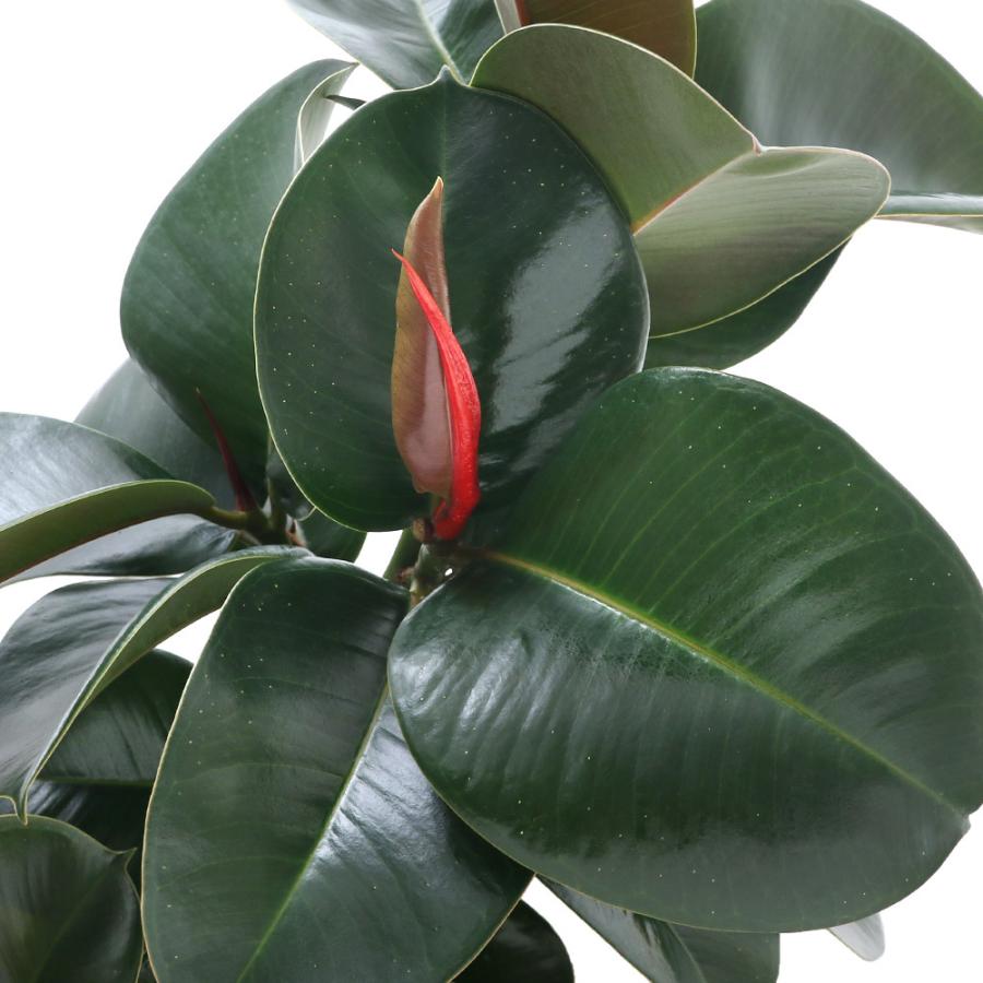 観葉植物 フィカス ソフィア ７号 １鉢 チャーム Charm Paypayモール店 通販 Paypayモール