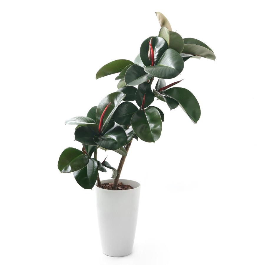 観葉植物 フィカス ソフィア ７号 １鉢 チャーム Charm Paypayモール店 通販 Paypayモール
