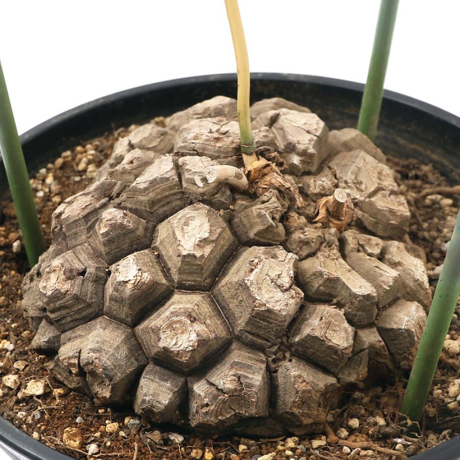 観葉植物 一点物 ディオスコレア メキシカーナ 亀甲竜 ８号 １鉢 ３６７４３１ 沖縄別途送料 チャーム Charm Paypayモール店 通販 Paypayモール