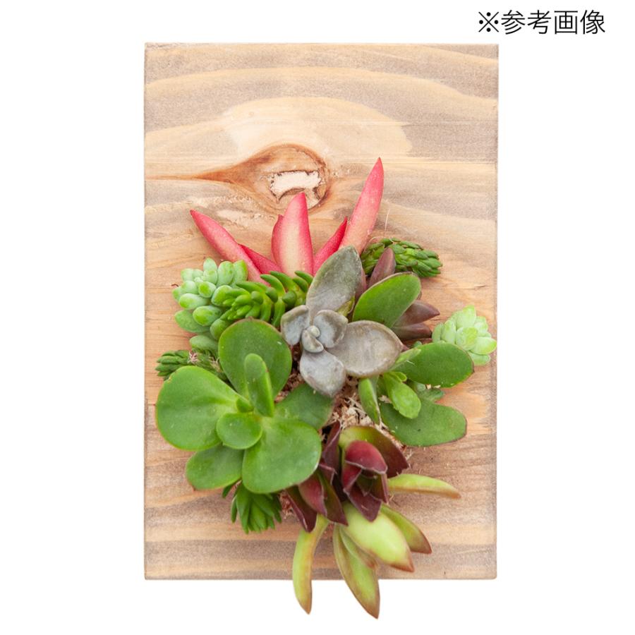 チャーム（ペット） （観葉植物）おまかせプチ多肉 カット苗 10苗 