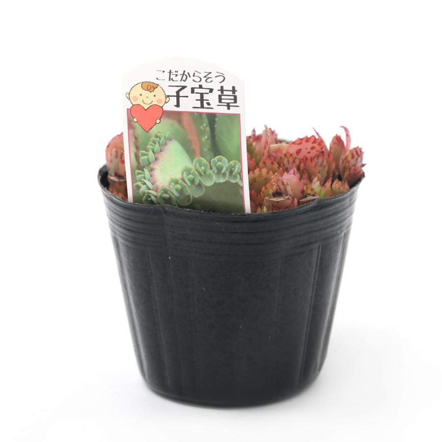 観葉植物 カランコエ 子宝弁慶草 ３ ５号 １鉢 チャーム Charm Paypayモール店 通販 Paypayモール