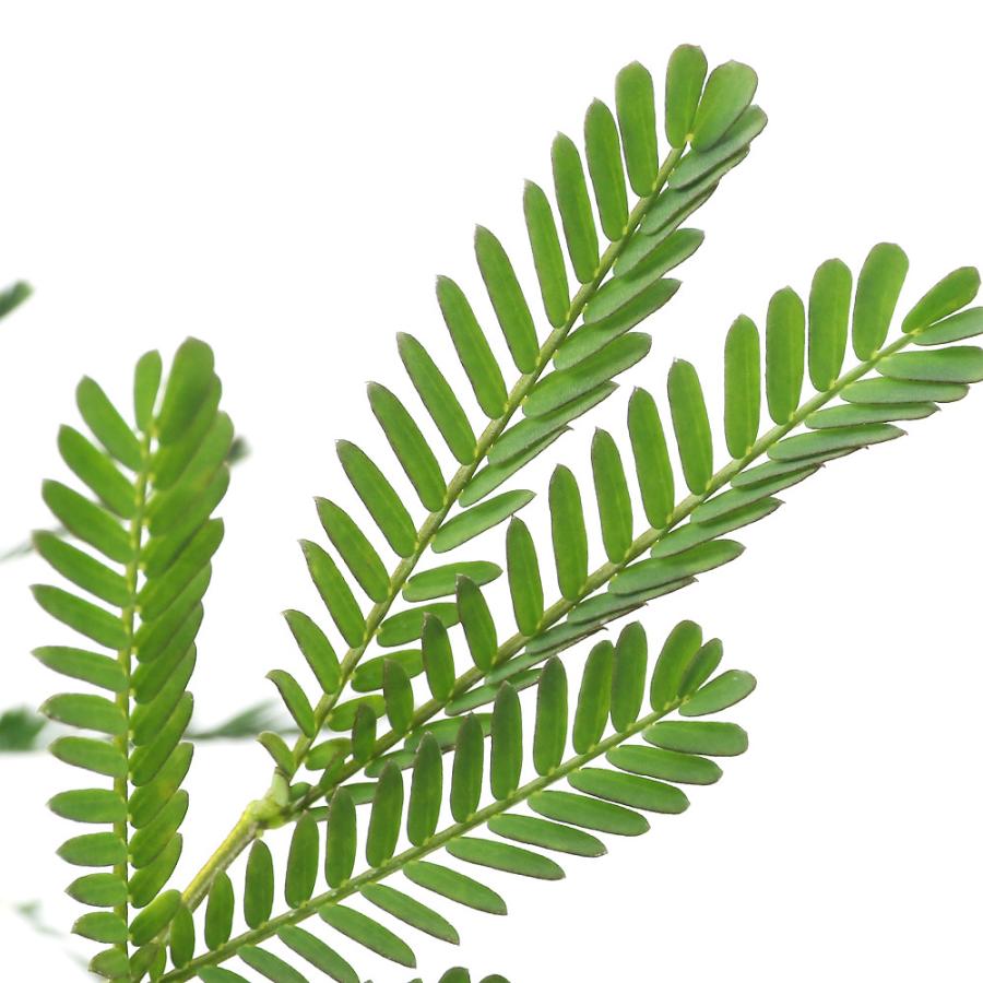 観葉植物 アカシア ティーンズワトル デアネイ ３号 １ポット 北海道冬季発送不可 チャーム Charm Paypayモール店 通販 Paypayモール