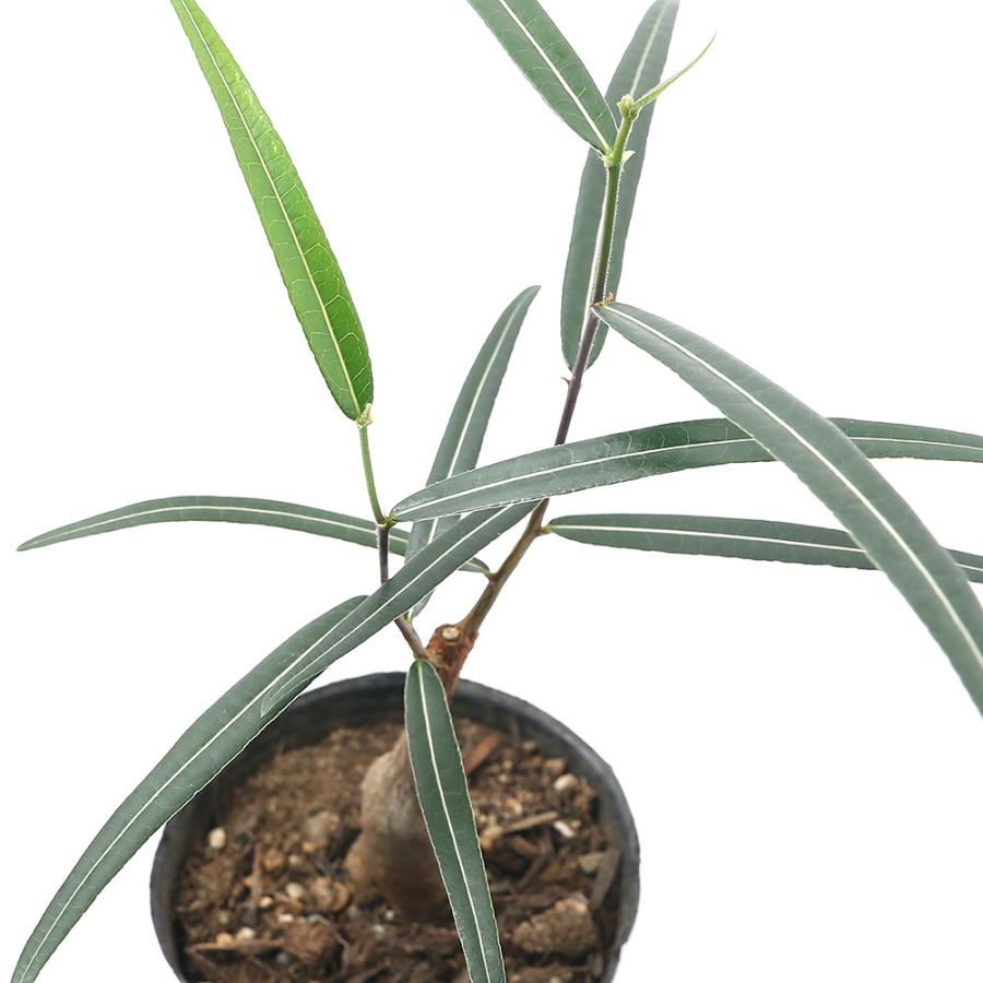 観葉植物 ブラキキトン ボトルツリー ｓサイズ ３号 １鉢 チャーム Charm Paypayモール店 通販 Paypayモール
