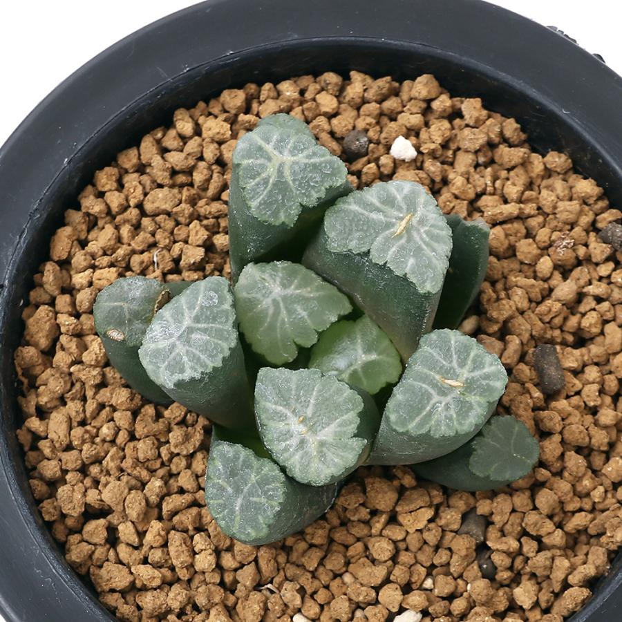 春バーゲン 観葉植物 品種系ハオルチア 万象 皇帝 ３ ５号 １鉢 沖縄別途送料 人気商品再入荷 R4urealtygroup Com