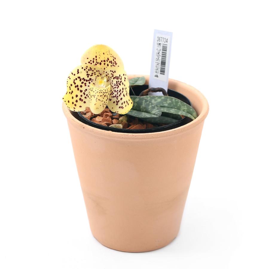 チャーム（charm） （観葉植物）洋ラン パフィオぺディルム