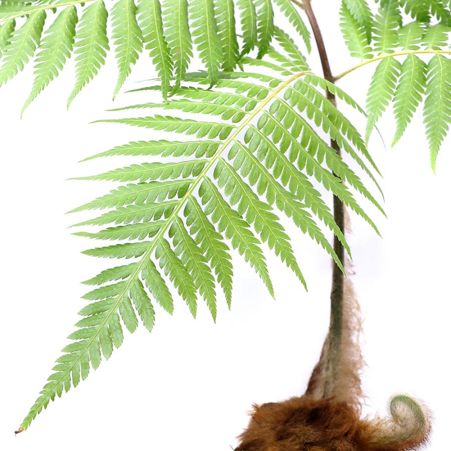 超人気 観葉植物 シダ 金毛狗 キンモウコ ６号 １鉢 沖縄別途送料 チャーム Charm Paypayモール店 通販 Paypayモール 人気絶頂 Www Maxipiso Com Ar