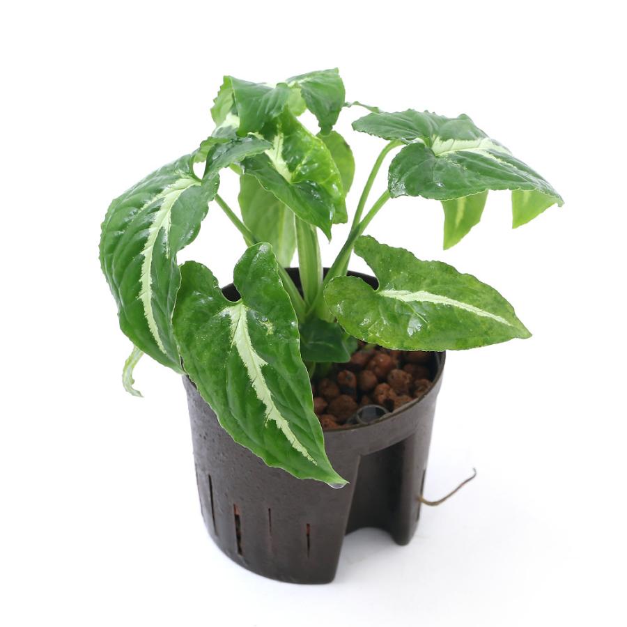 予約 観葉植物 ハイドロ苗９f ｌサイズ オキシカラジューム 緑 １ポット