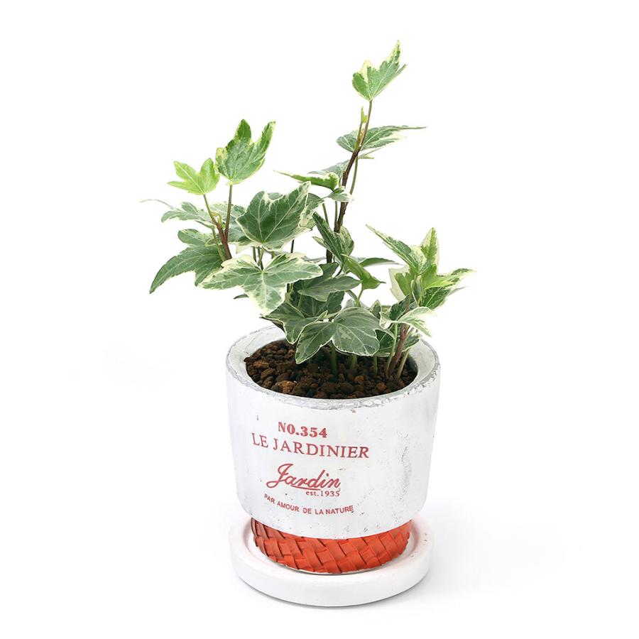 観葉植物 ヘデラ 品種おまかせ ダルディンポットｓ植え １鉢 受皿付 セラミス 北海道冬季発送不可 チャーム Charm ヤフー店 通販 Yahoo ショッピング