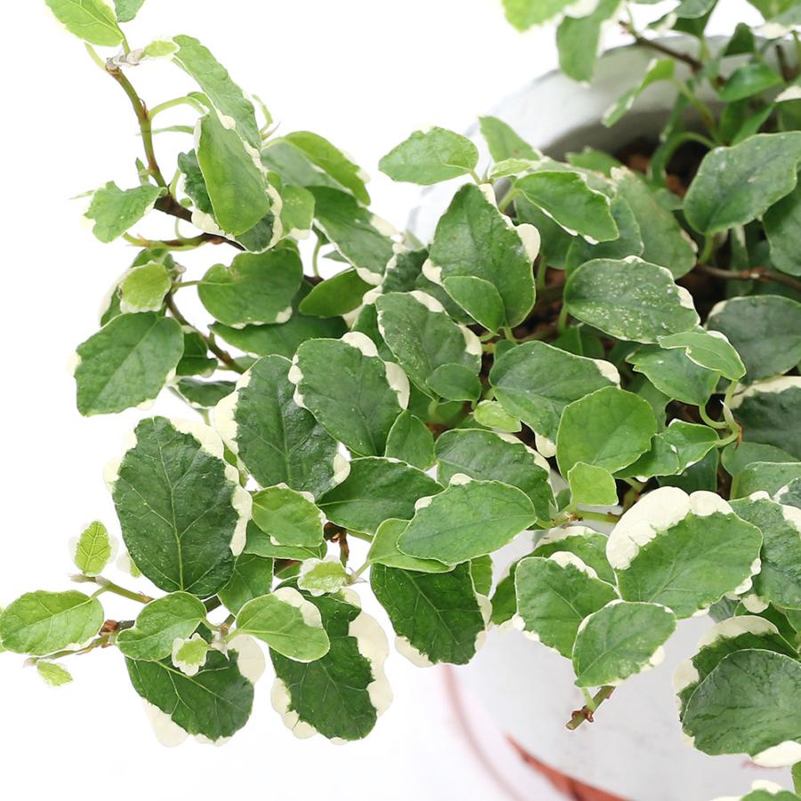 品多く 観葉植物 フィカス プミラ サニーホワイト ダルディンポット ｓサイズ １鉢 受け皿付き Wantannas Go Id