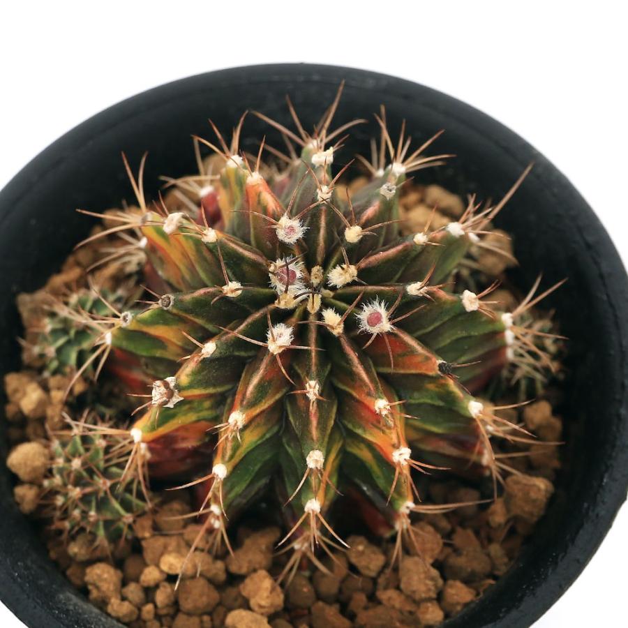 時間指定不可 観葉植物 一点物 サボテン ギムノカリキウム ペッタムシィー レッド系 ３ ５号 １鉢 ３６７８７０ 沖縄別途送料 チャーム Charm Paypayモール店 通販 Paypayモール 全日本送料無料 Tanyasflawlesshairandbeautyacademy Co Uk
